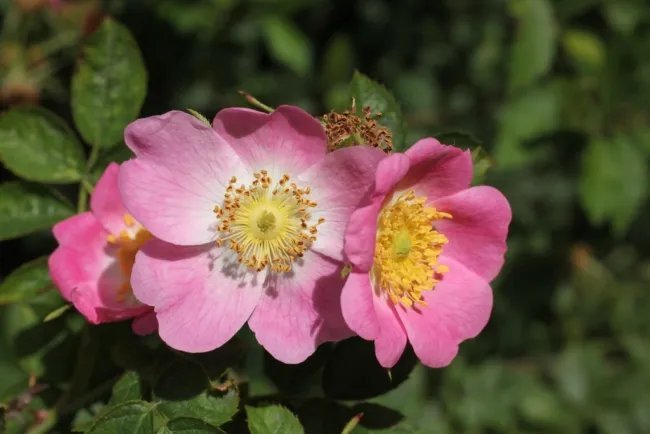 25 Seeds Sweet Briar Rose Multiple Shades Of Pink Fresh Garden