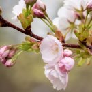 10 Seeds Japanese Mountain Cherry Hill Cherry Prunus Serrulata Spontanea Fresh Garden