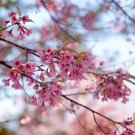 5 Seeds Himalayan Cherry Prunus Cerasoides Pink Flowers Red Fruit Tree Fresh Garden