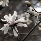 10 Seeds Kobus Magnolia Tree Aka Japanese Magnolia Or Kobushi Fresh Garden