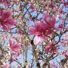 5 Seeds Saucer Magnolia X Soulangeana Denudata & Liliiflora Fresh Garden