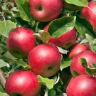 25 Seeds Paradise Apple Red Delicious Common Malus Pumila Domestica Fruit Tree Fresh Garden