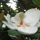 10 Seeds Southern Magnolia Tree 12" White Flowers Fresh Garden