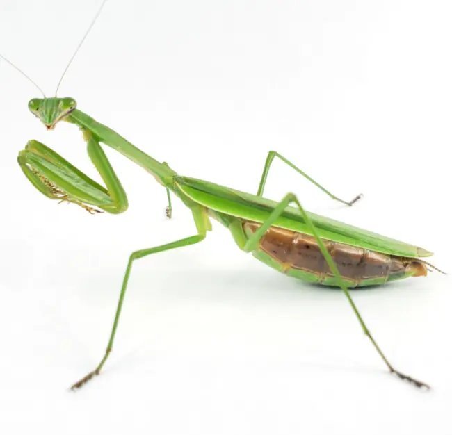 Chinese Praying Mantis 2 Egg Cases 100 400 Babies With Hatching Habitat Fresh Garden