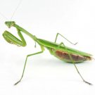 Chinese Praying Mantis 2 Egg Cases 100 400 Babies With Hatching Habitat Fresh Garden