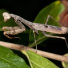 Carolina Praying Mantis 2 Egg Cases 100 400 Babies With Hatching Habitat Fresh Garden