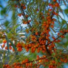 200 Seeds Seaberry Sea Buckthorn Elaeagnus Hippophae Rhamnoides Berry Fruit Fresh Garden