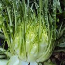 250 Cicoria Catalogna Puntarelle Chicorium Chicory Vegetable Seeds Fresh Garden