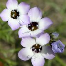 1000 Birds Eyes Gilia Tricolor Lavender White Fragrant Hummingbird Flower Seeds Fresh Garden