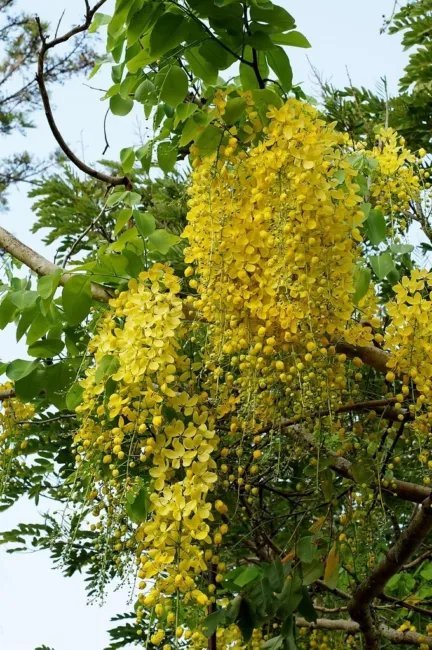15 Golden Shower Tree Gold Rush Yellow Cassia Fistula Flower Seeds Fresh Garden