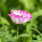 200 Organic Amphora Poppy Pink & White Papaver Flower Seeds Fresh Garden