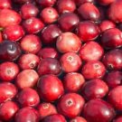 100 Perennial Cranberry Viburnum Red Fruit Bush Seeds Fresh Garden