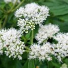 200 Seeds Tall White Boneset (Thoroughwort) Eupatorium Perfoliatum Flower Fresh Garden