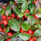 20 Creeping Wintergreen / Teaberry Gaultheria Procumbens Evergreen Flower Seeds Fresh Garden