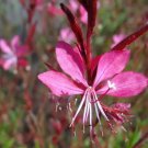 100 Pink Gaura Whirling Butterflies Gaura Biennis Flower Seeds Fresh Garden