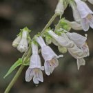 500 Pale Beardtongue Penstemon Pallidus Flower Seeds Fresh Garden