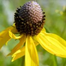 100 Yellow Coneflower Ratibida Pinnata Flower Seeds Fresh Garden