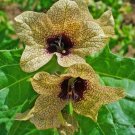 200 Black Henbane Nightshade Hyoscyamus Niger Flower Seeds Fresh Garden
