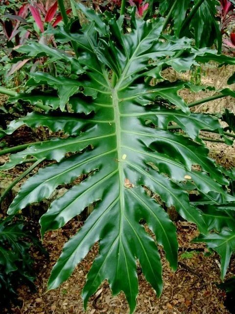 15 Lacy Tree Philodendron Split Leaf Cut Leaf Selloum House Plant Seeds Fresh Garden