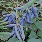 7 Blue Sausage Fruit Edible & Ornamental Decaisnea Fargesii Tree Shrub Seeds Fresh Garden