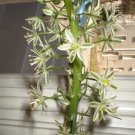 20 Pregnant Onion Seeds Ak False Sea Onion Lily Ornithogalum Caudatum Houseplant Fresh Garden