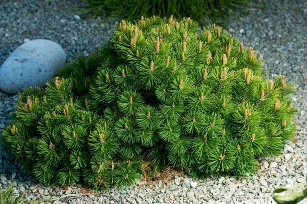 25 Mugo Pine Dwarf Evergreen Pinus Pumilio Shrub Seeds Fresh Garden