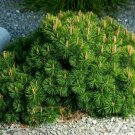 25 Mugo Pine Dwarf Evergreen Pinus Pumilio Shrub Seeds Fresh Garden
