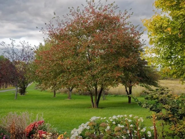 50 Washington Hawthorn Crataegus Phaenopyrum Mayflower Shrub Tree Fruit Seeds Fresh Garden