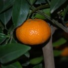 20 Tangerine Mandrin Orange Citrus Reticulata Fruit Tree Seeds Fresh Garden