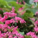 5 Coral Vine Mexican Creeper Chain Of Love Antigonon Leptopus Pink Flower Seeds Fresh Garden