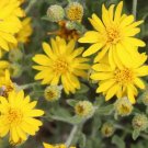 100 Hairy Golden Aster Chrysopsis Heterotheca Villosa Herb Yellow Flower Seeds Fresh Garden