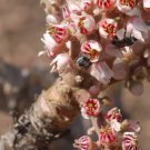5 Seeds Indian Frankincense Boswellia Serrata Olibanum Salai Fragrant Gum Resin Fresh Garden