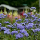 Blue Planet Ageratum Seeds 25 Seeds Fresh Garden