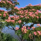 Mimosa Persian Silk Tree (Albizia Julibrissin) 10+ Seeds Fresh Garden