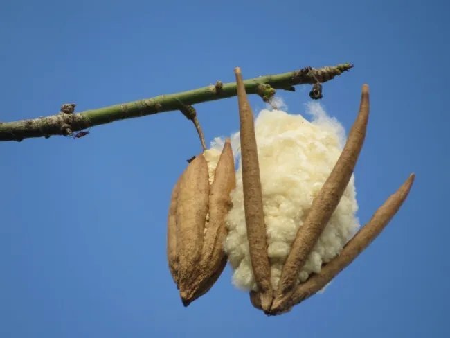 Kapok White Silk Cotton Tree (Ceiba Pentandra) 10+ Seeds Fresh Garden