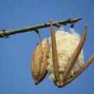 Kapok White Silk Cotton Tree (Ceiba Pentandra) 10+ Seeds Fresh Garden