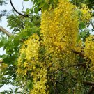 Golden Cassia Tree (Senna Polyphylla) 10 Seeds Fresh Garden