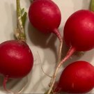 Organic Early Scarlet Globe Radish Plant (Raphanus Sativus) 20+ Seeds Fresh Garden