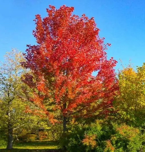 Red Maple Tree (Acer Rubrum) Seeds Southern Variety 10+ Seeds Fresh Garden