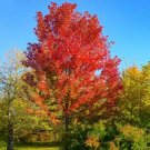 Red Maple Tree (Acer Rubrum) Seeds Southern Variety 10+ Seeds Fresh Garden