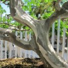 Brazilian Rain Tree (Pithecellobium Tortum) 10+ Seeds Fresh Garden