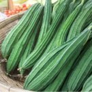 Organic Luffa Gourd Plant (Luffa Cylindrica) 10+ Seeds Fresh Garden