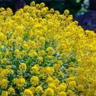 Alyssum "Basket Of Gold" Ornamental Groundcover (Aurinia Saxatilis) 50+ Seeds Fresh Garden