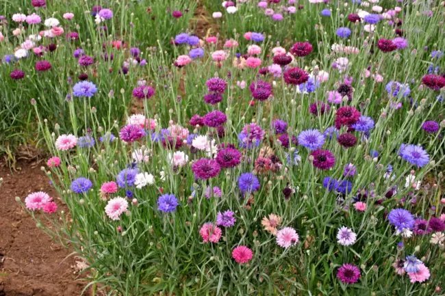 Bachelor Button "Cyanus Double" Flower 20+ Seeds Fresh Garden