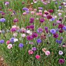Bachelor Button "Cyanus Double" Flower 20+ Seeds Fresh Garden