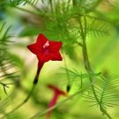 Cypress Vine Plant (Ipomoea Quamoclit Cypress) 20+ Seeds Fresh Garden