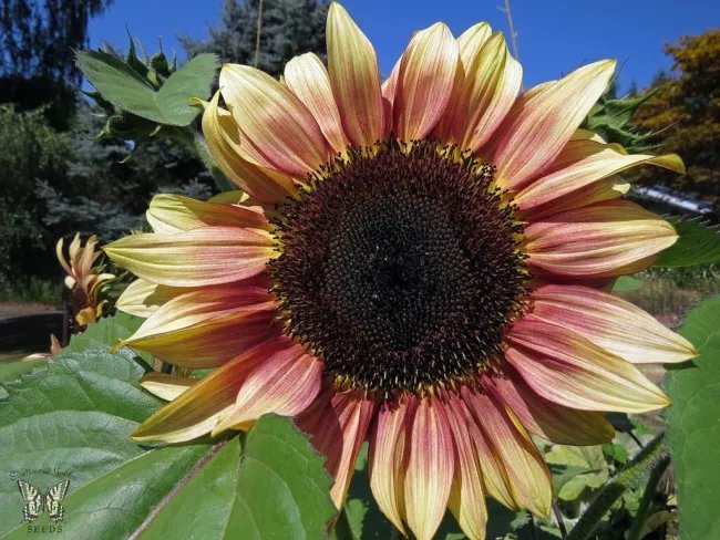 Ruby Eclipse Sunflower Plant (Helianthus Annuus) 20+ Seeds Fresh Garden