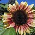 Ruby Eclipse Sunflower Plant (Helianthus Annuus) 20+ Seeds Fresh Garden