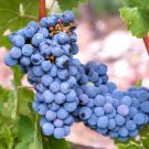 Common Wine Grape Plant (Vitis Vinifera) 20+ Seeds Fresh Garden
