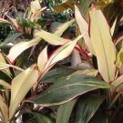 Candy Cane Cordyline Ti Plant 10+ Seeds Fresh Garden